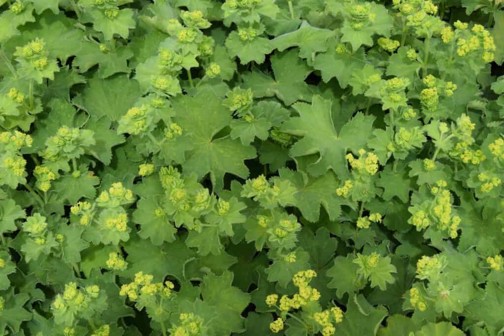 Alchemilla mollis ---